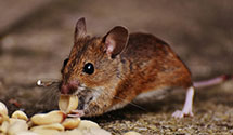 hospital-and-healthcare-facility-pest-management Experts in Biddeford